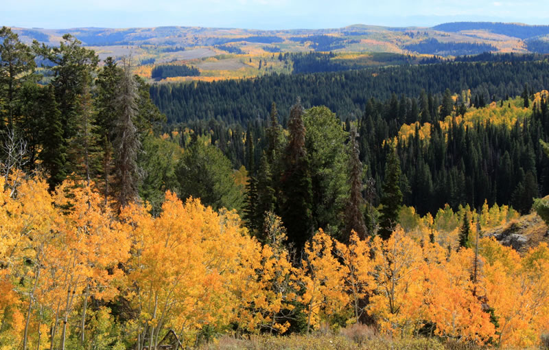 A scenic image of an expansive landscape capturing the seasonal transition of a mountain forest as it moves into autumn. The scene is defined by a striking chromatic contrast between the deep greens of hardy evergreens and the brilliant, fiery yellows of deciduous trees.